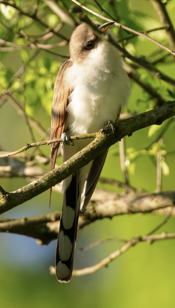 Yellow-billed Cuckoo - Scott Young