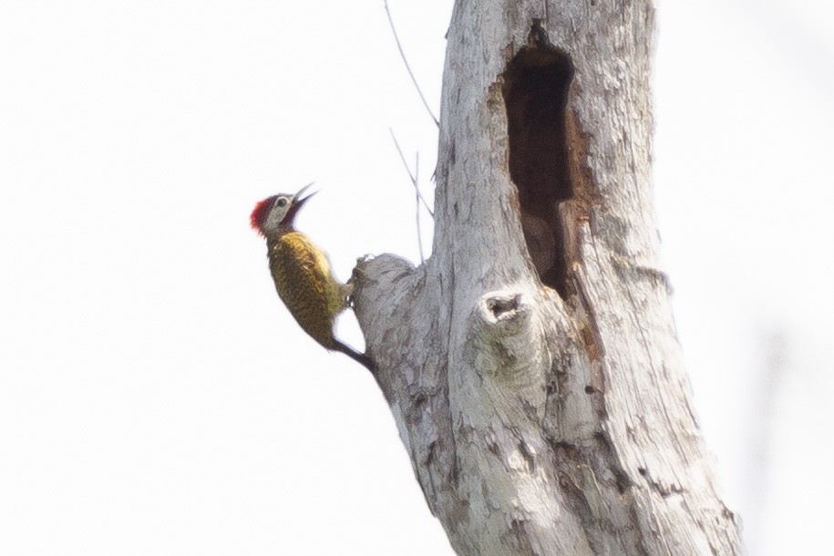 Spot-breasted Woodpecker - Steven Dammer