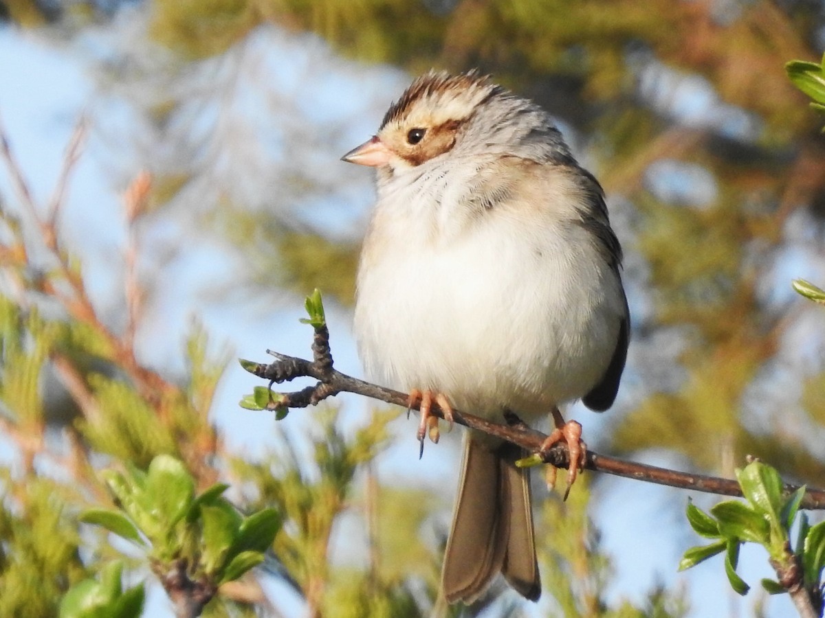 Clay-colored Sparrow - Mike Ferguson