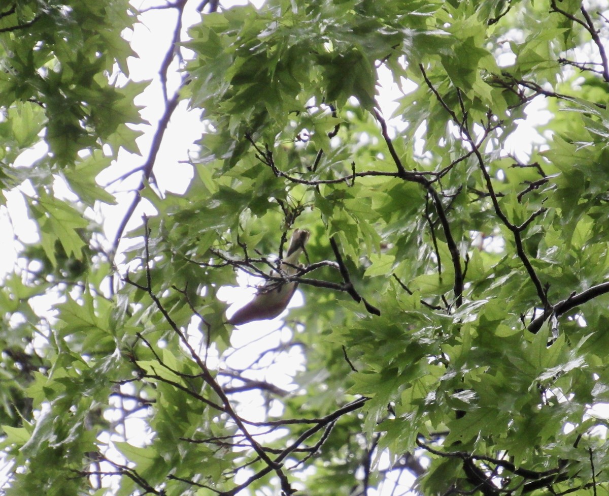 Bay-breasted Warbler - Mickey Ryan