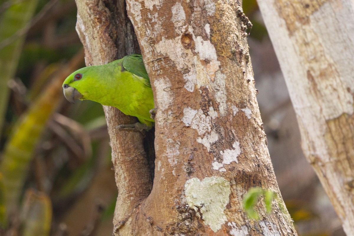 Short-tailed Parrot - Steven Dammer