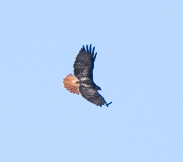 Red-tailed Hawk - Hoeckman's Wildlife