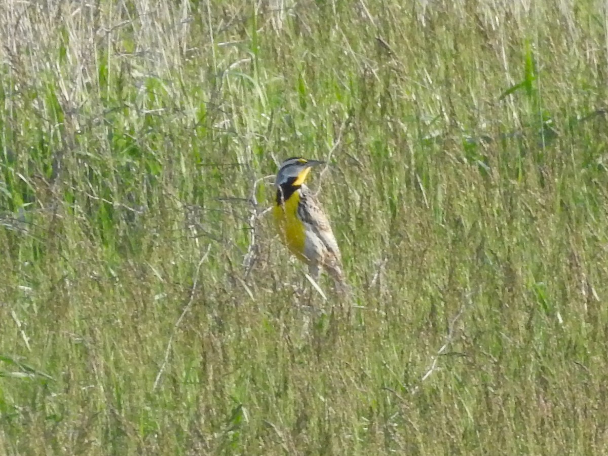 Eastern Meadowlark - Mike Ferguson