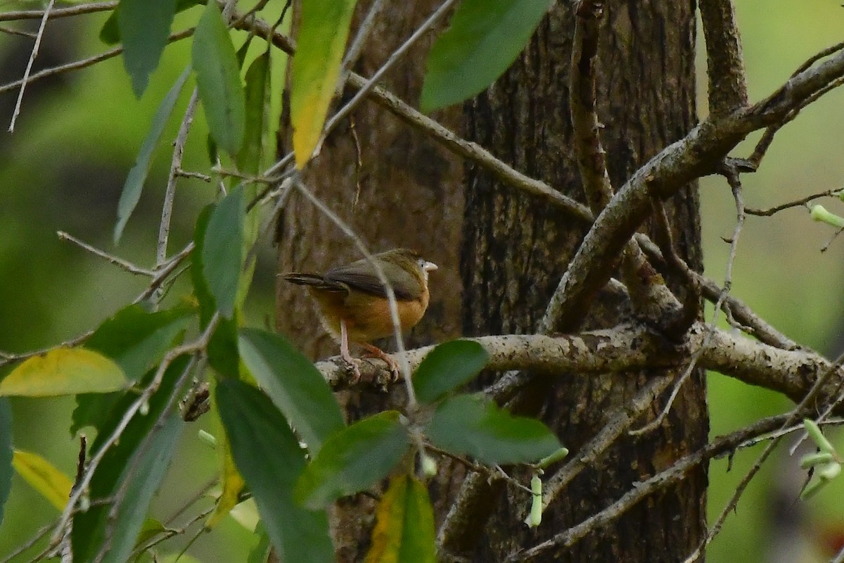 Tawny-bellied Babbler - Sathish Ramamoorthy