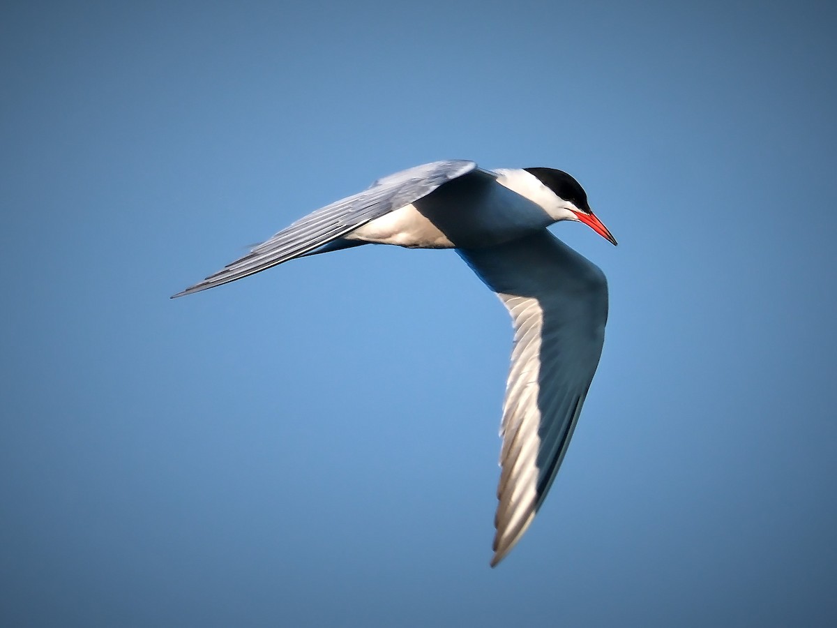 Common Tern - David Cooper