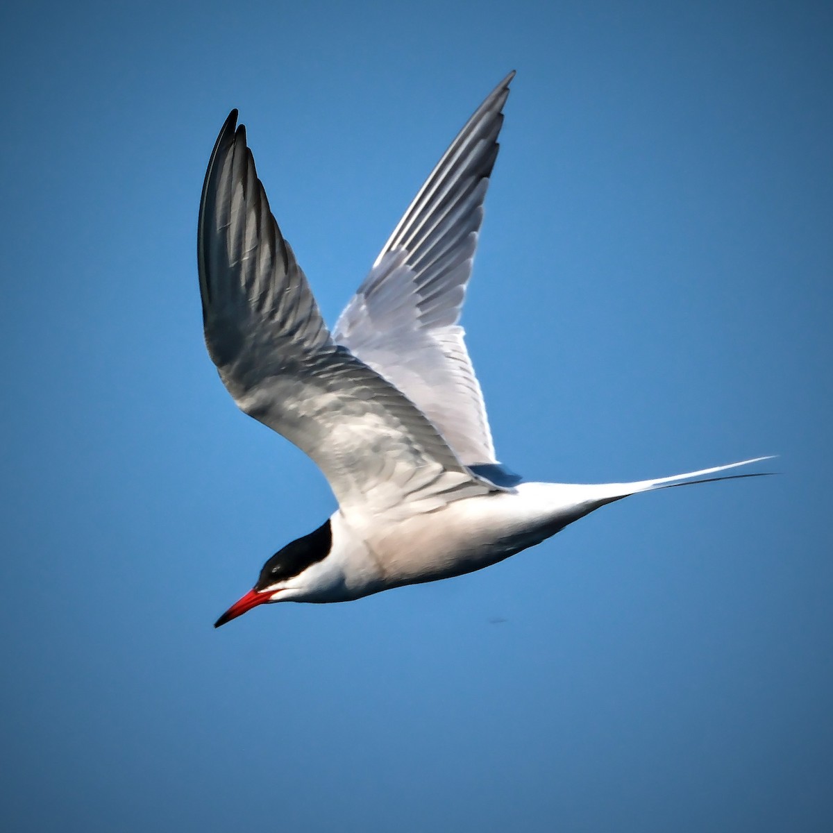 Common Tern - David Cooper