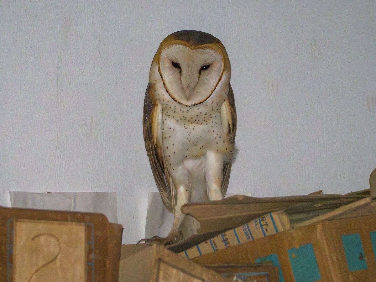 Barn Owl - Vitor Rolf Laubé