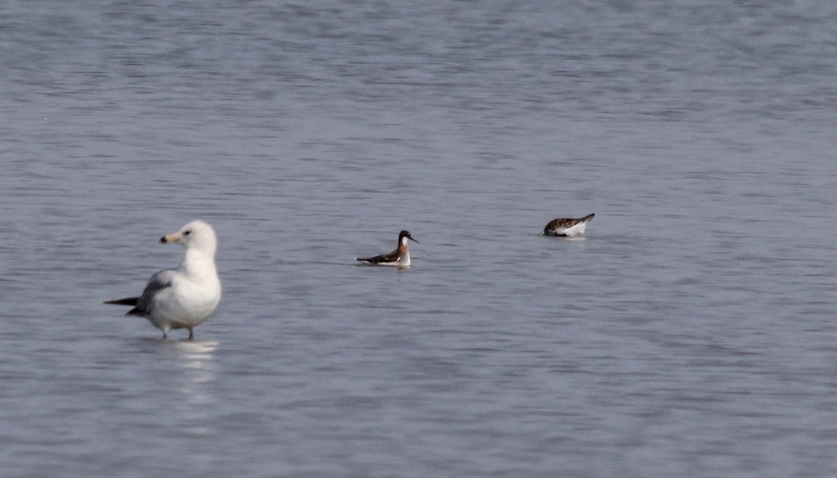 Red-necked Phalarope - ML619139839