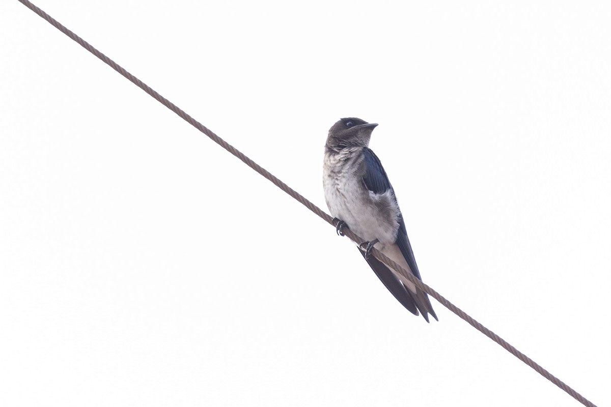 White-winged Swallow - Steven Dammer