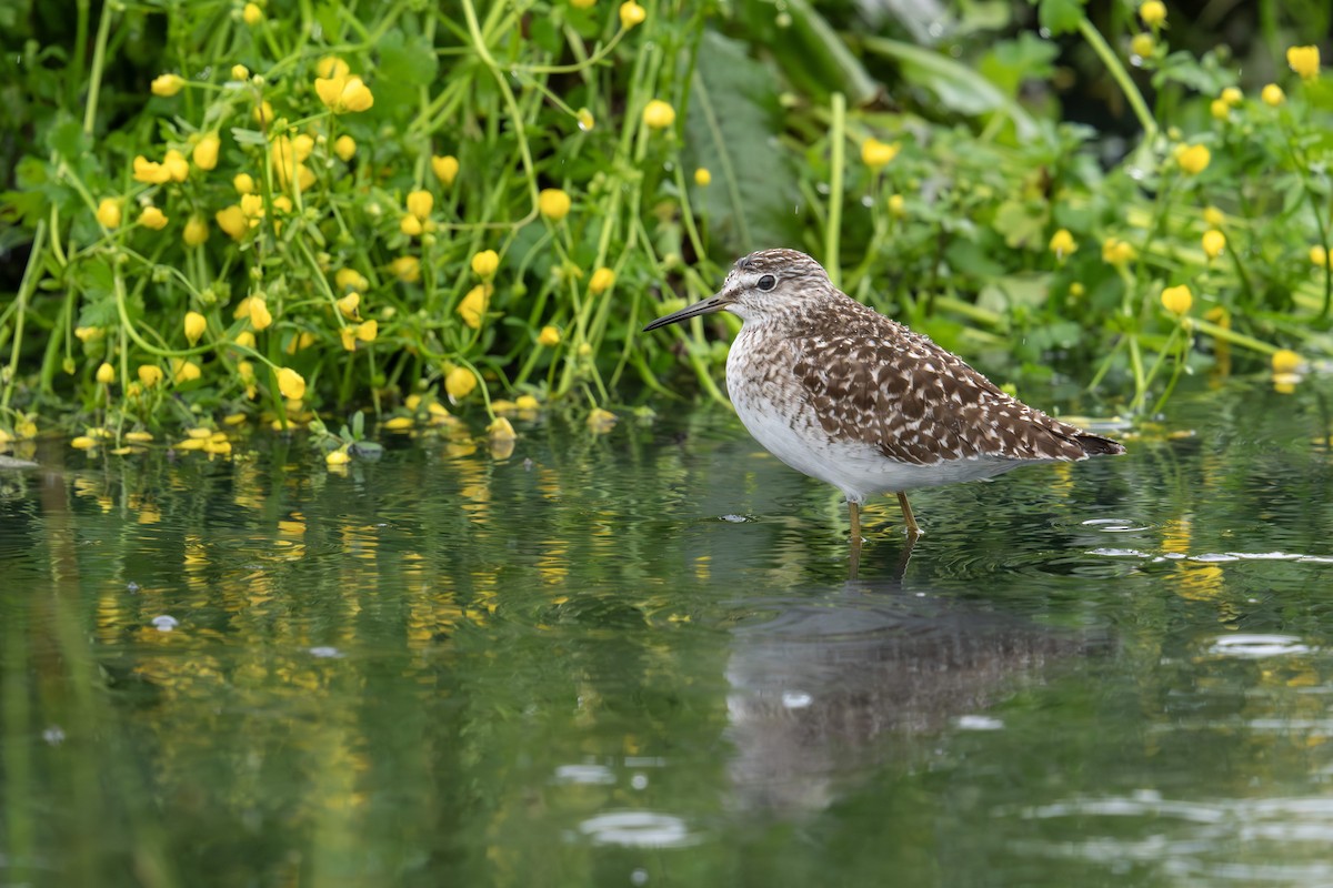 Wood Sandpiper - Levent Uysal