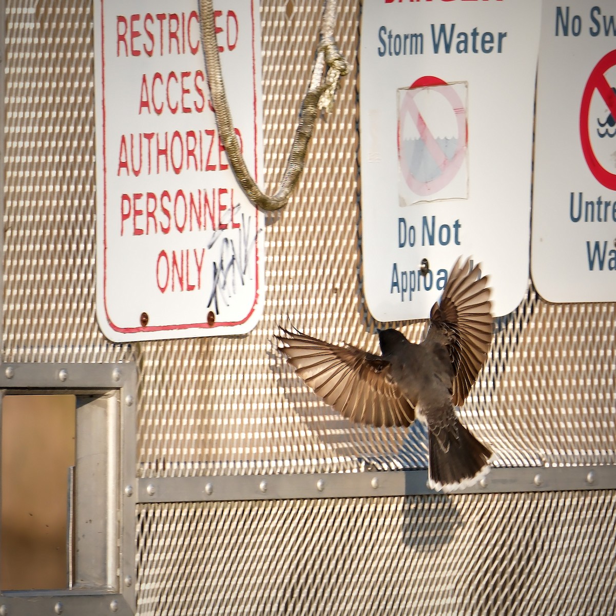 Tree Swallow - ML619139864