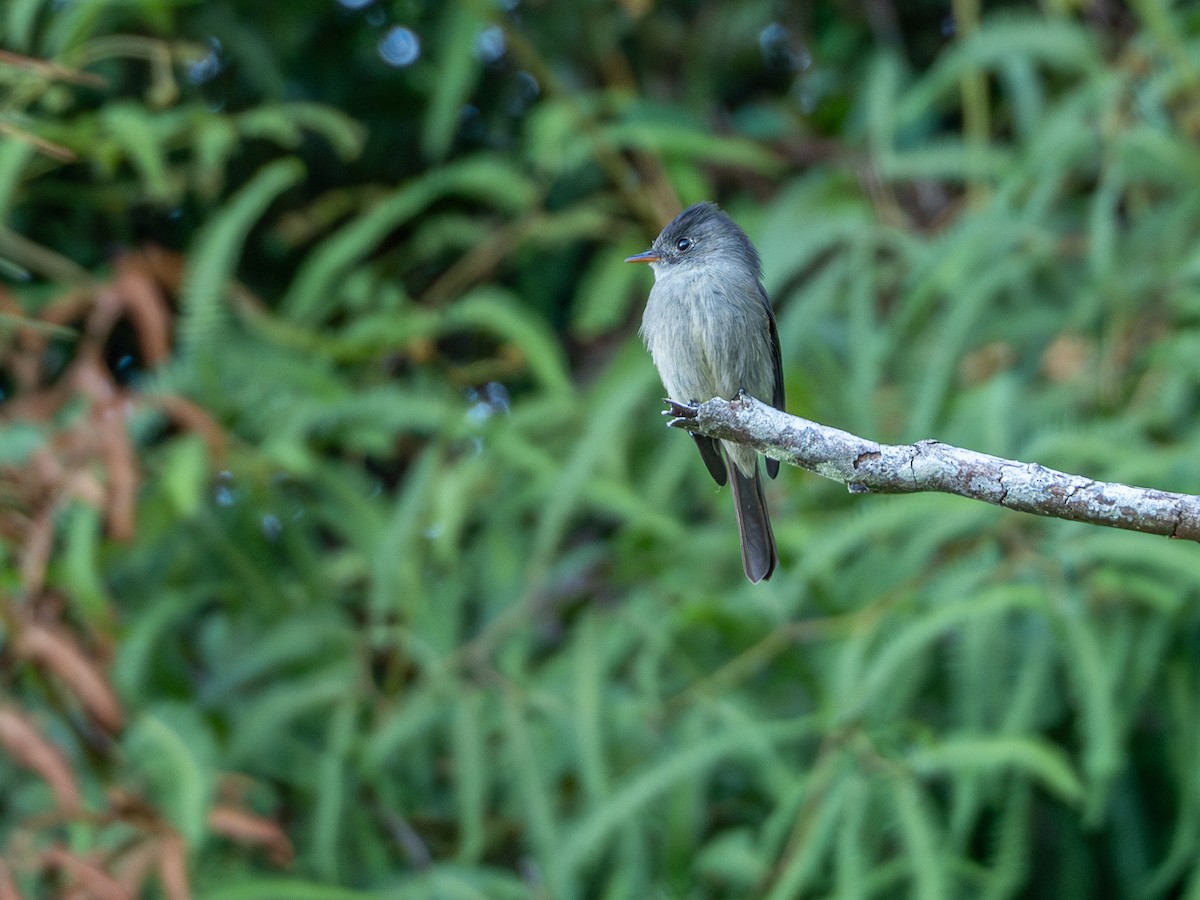 Southern Tropical Pewee - Vitor Rolf Laubé