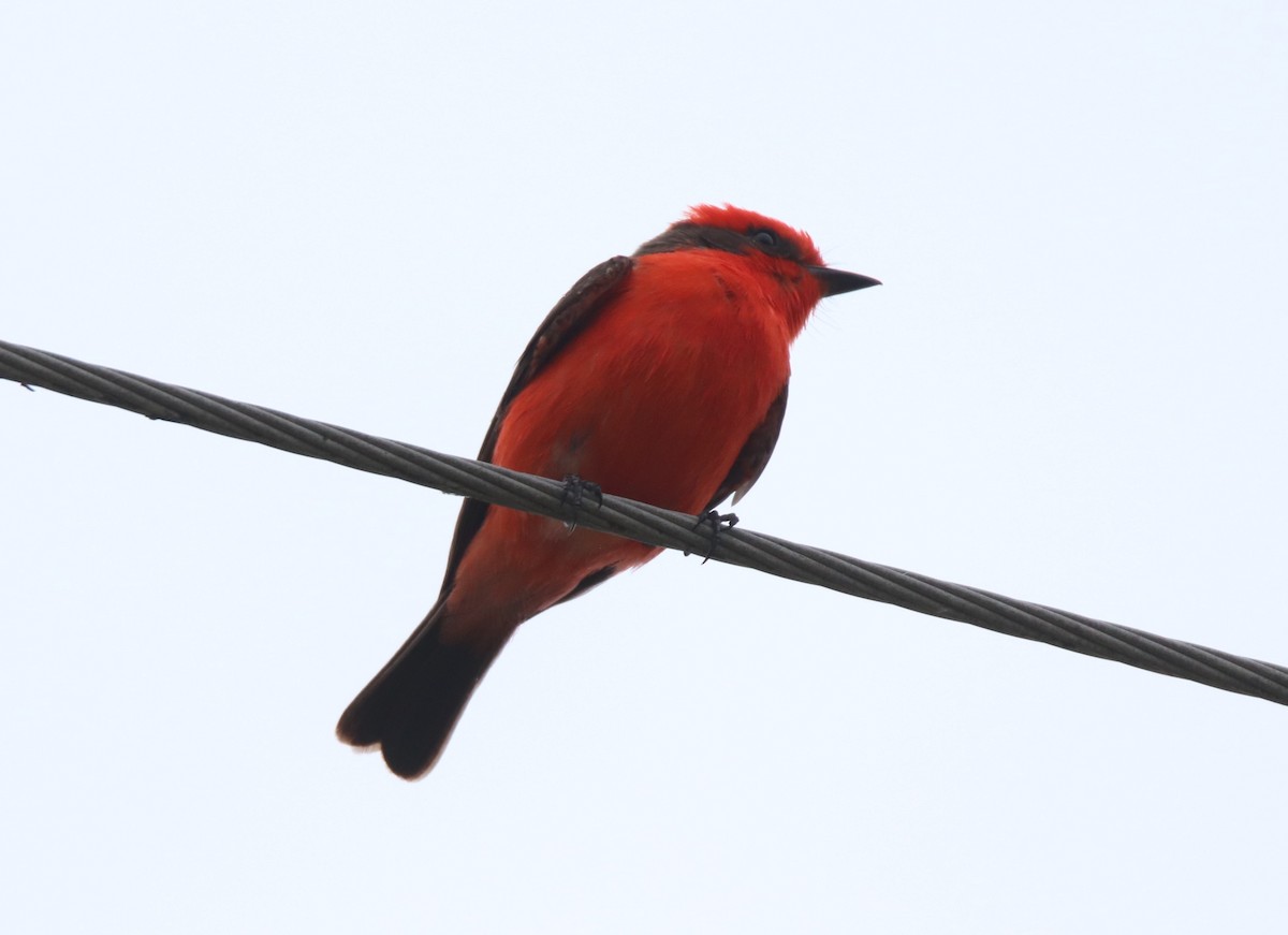 Vermilion Flycatcher - ML619139889