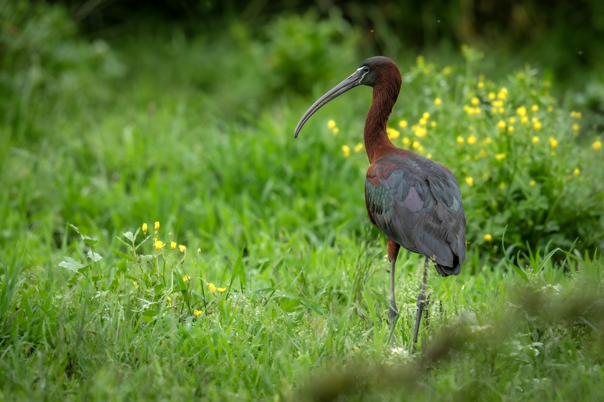 ibis hnědý - ML619139903