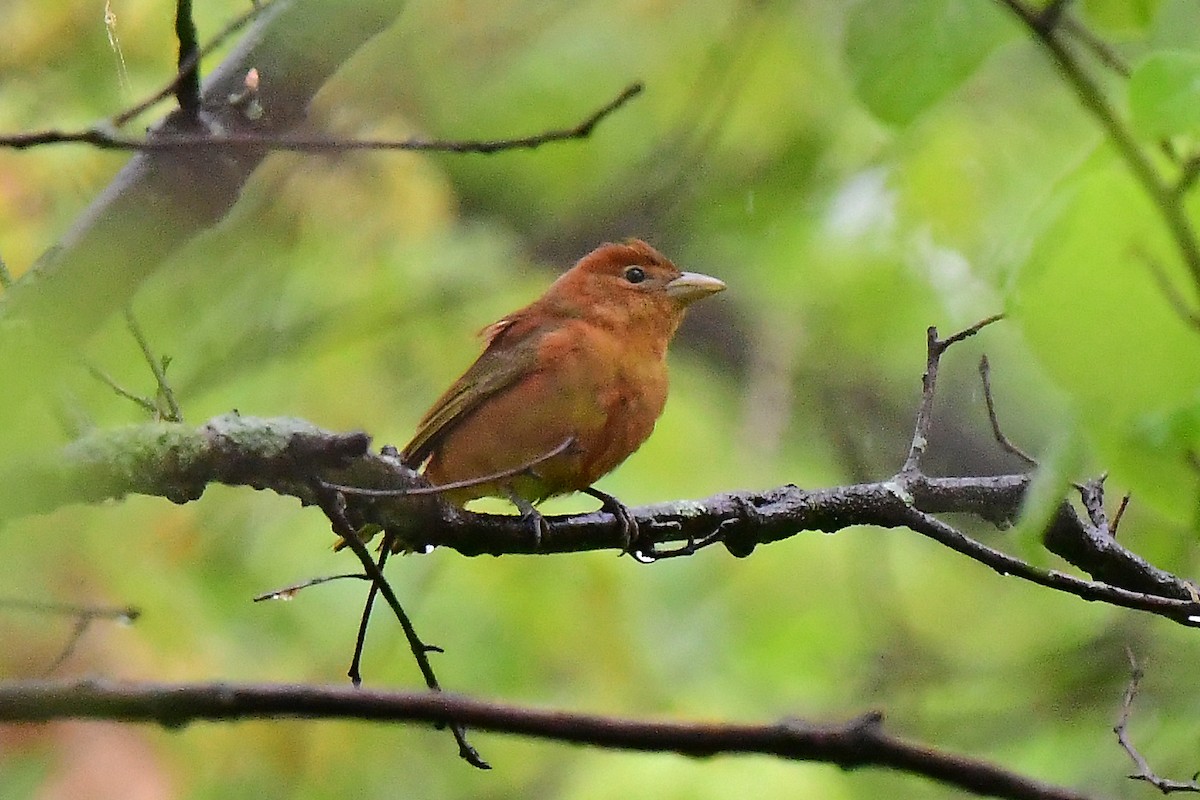 Piranga Roja - ML619139911