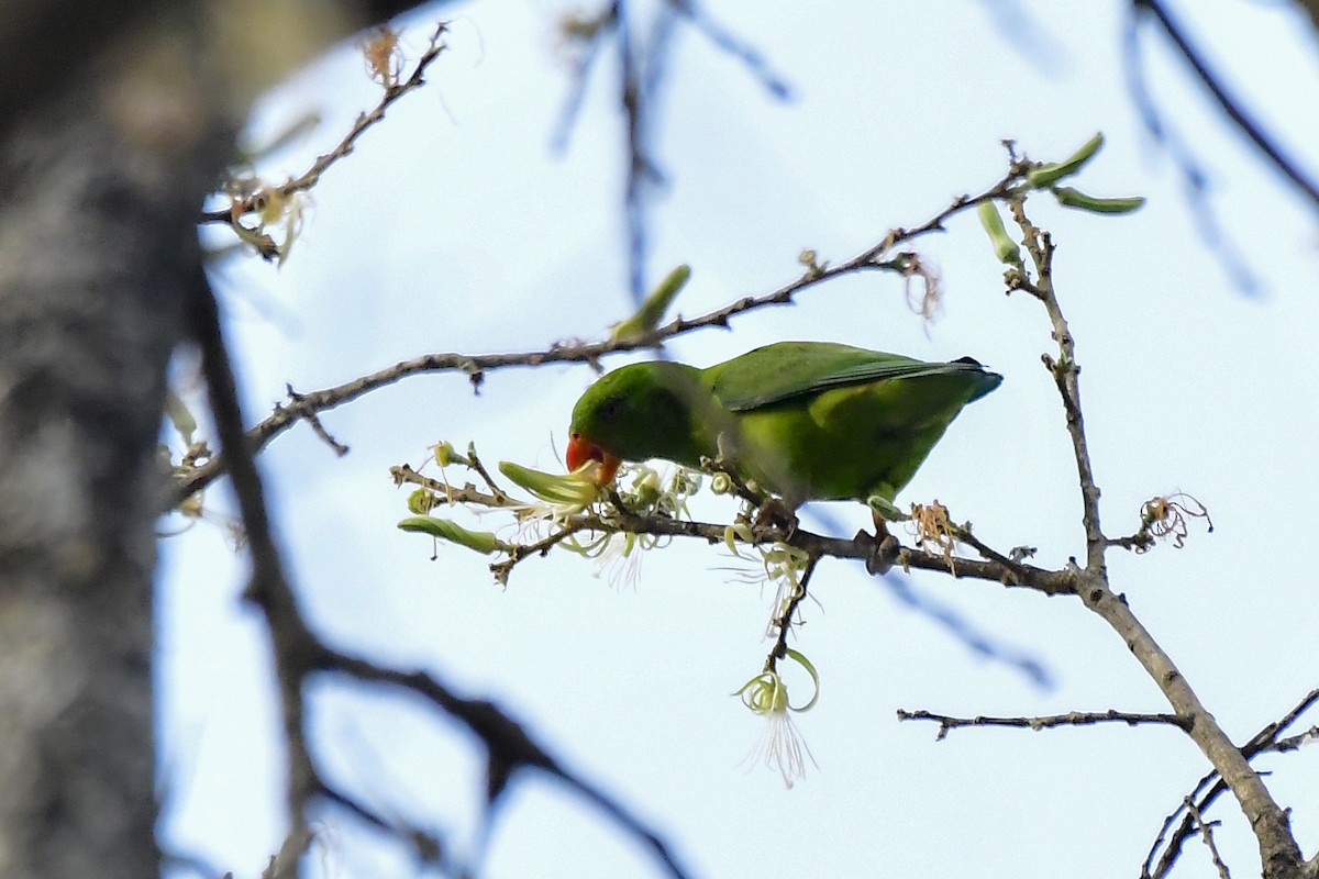 Vernal Hanging-Parrot - Sathish Ramamoorthy