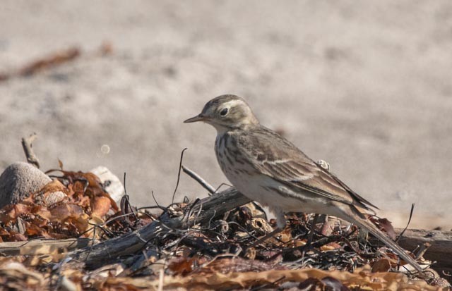 Pipit d'Amérique - ML619139924