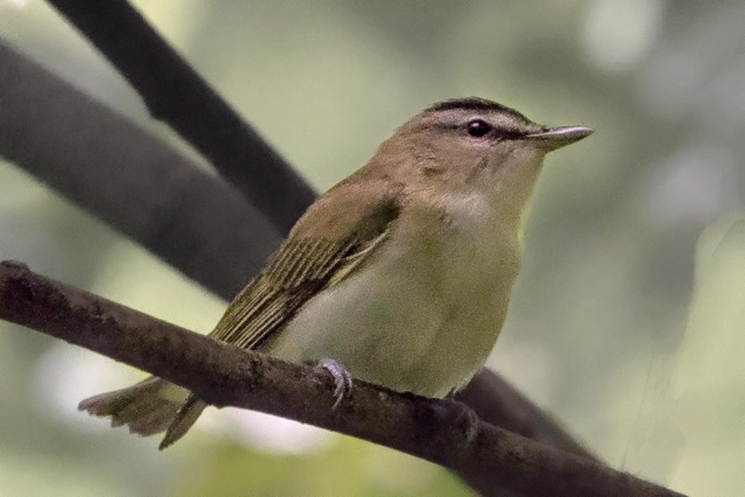 Red-eyed Vireo - Rick Simpson