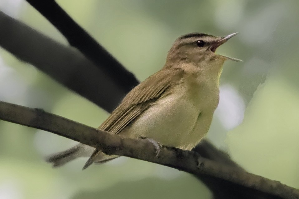 Red-eyed Vireo - Rick Simpson
