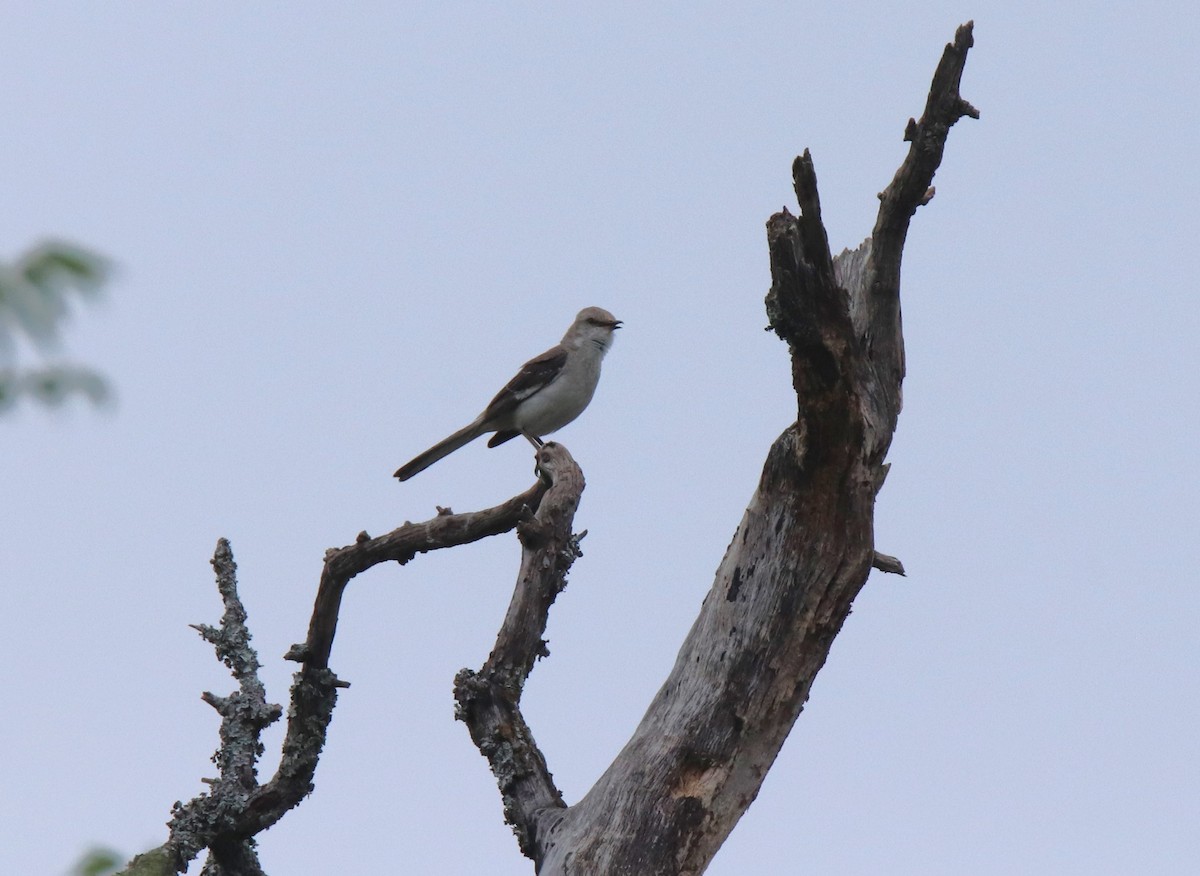 Northern Mockingbird - ML619139948