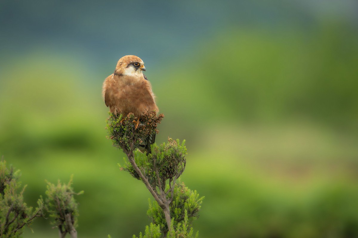 Red-footed Falcon - Levent Uysal