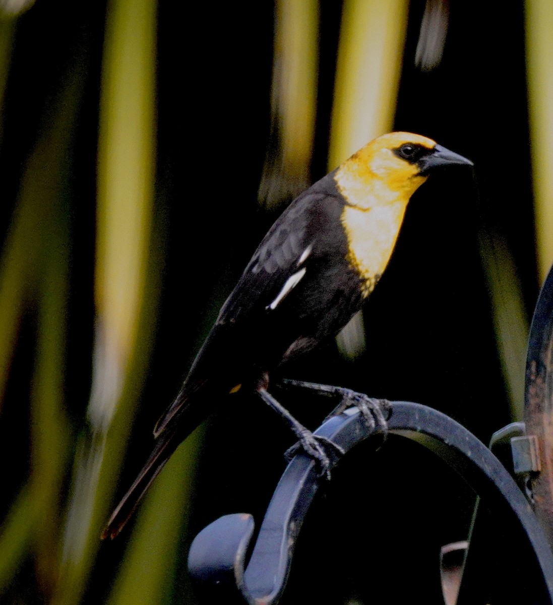 Yellow-headed Blackbird - maxine reid