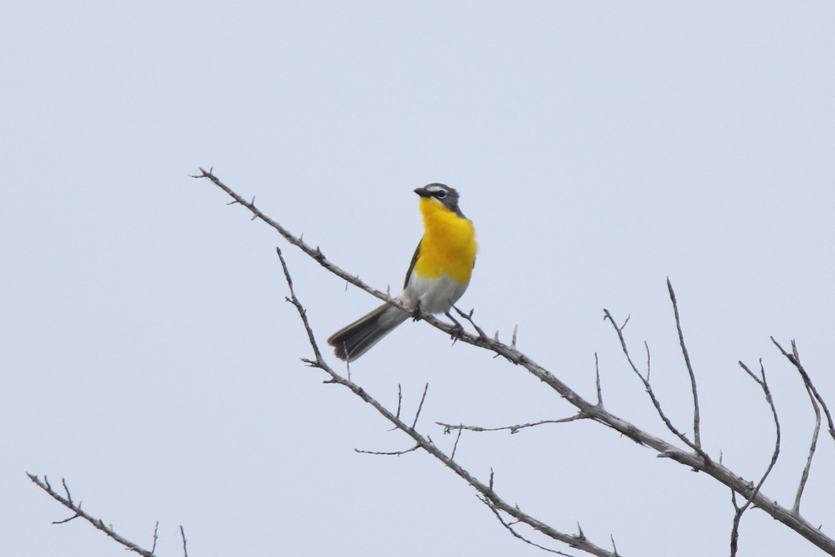 Yellow-breasted Chat - Ruth King