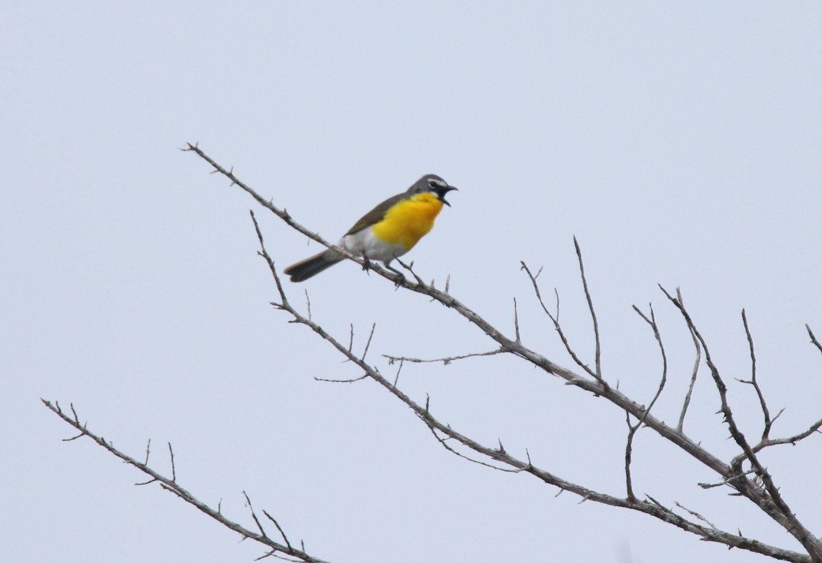 Yellow-breasted Chat - Ruth King