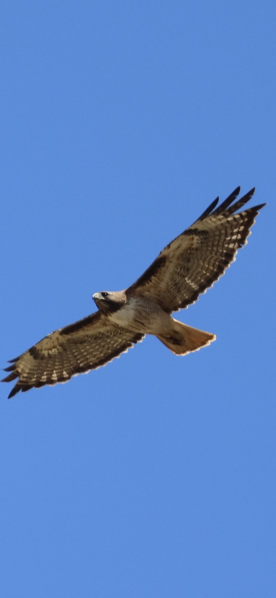 Red-tailed Hawk - Tobias Felbeck