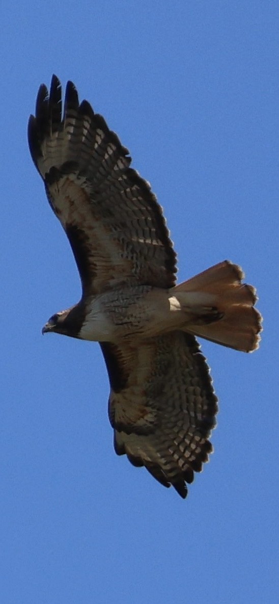 Red-tailed Hawk - Tobias Felbeck