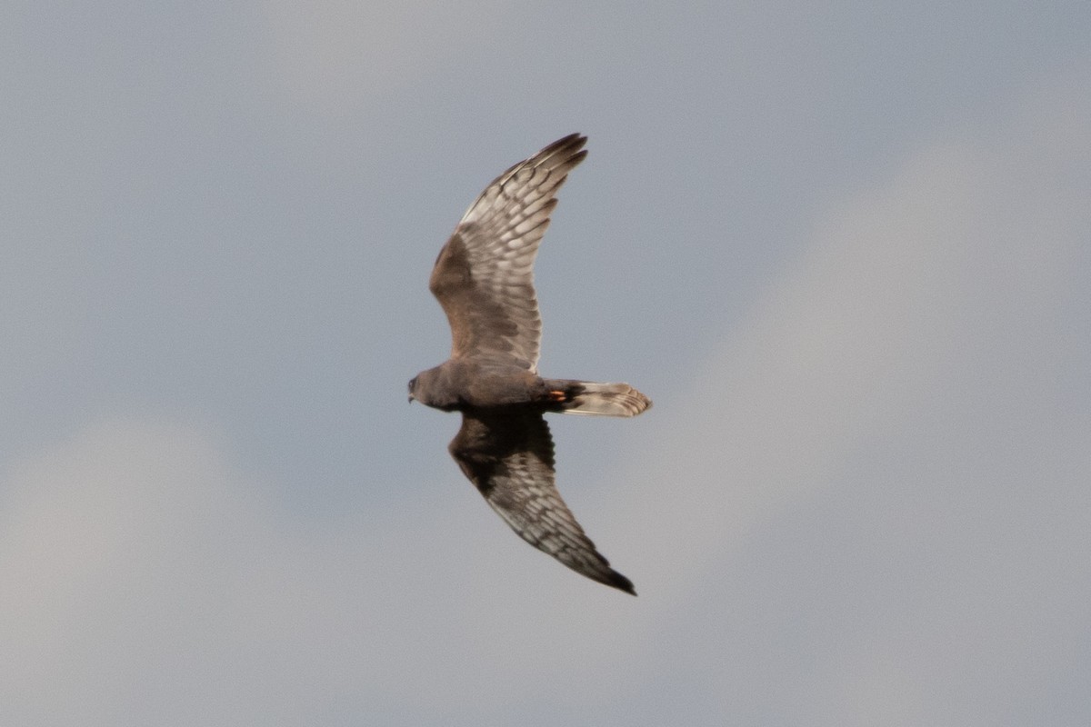 Montagu's Harrier - ML619139988