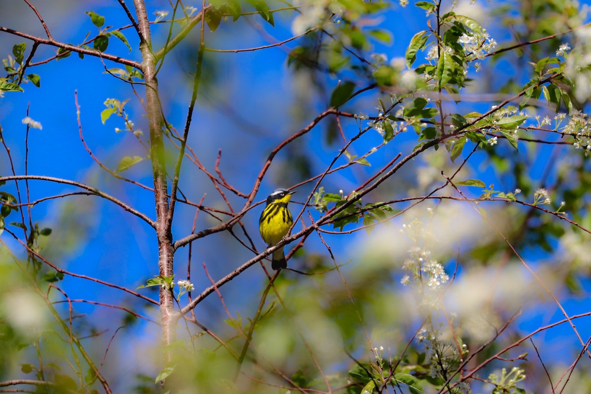 Magnolia Warbler - MELISSA  SOVAY