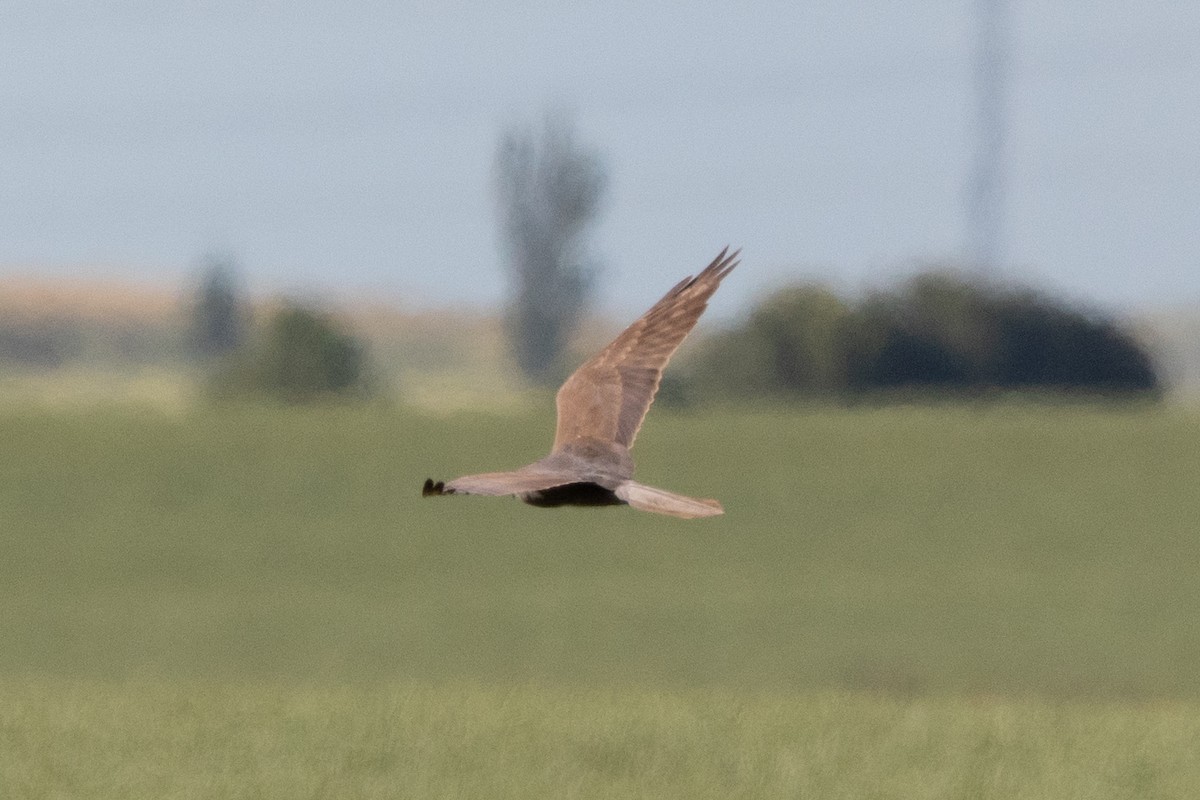 Montagu's Harrier - Miguel Rodríguez Esteban