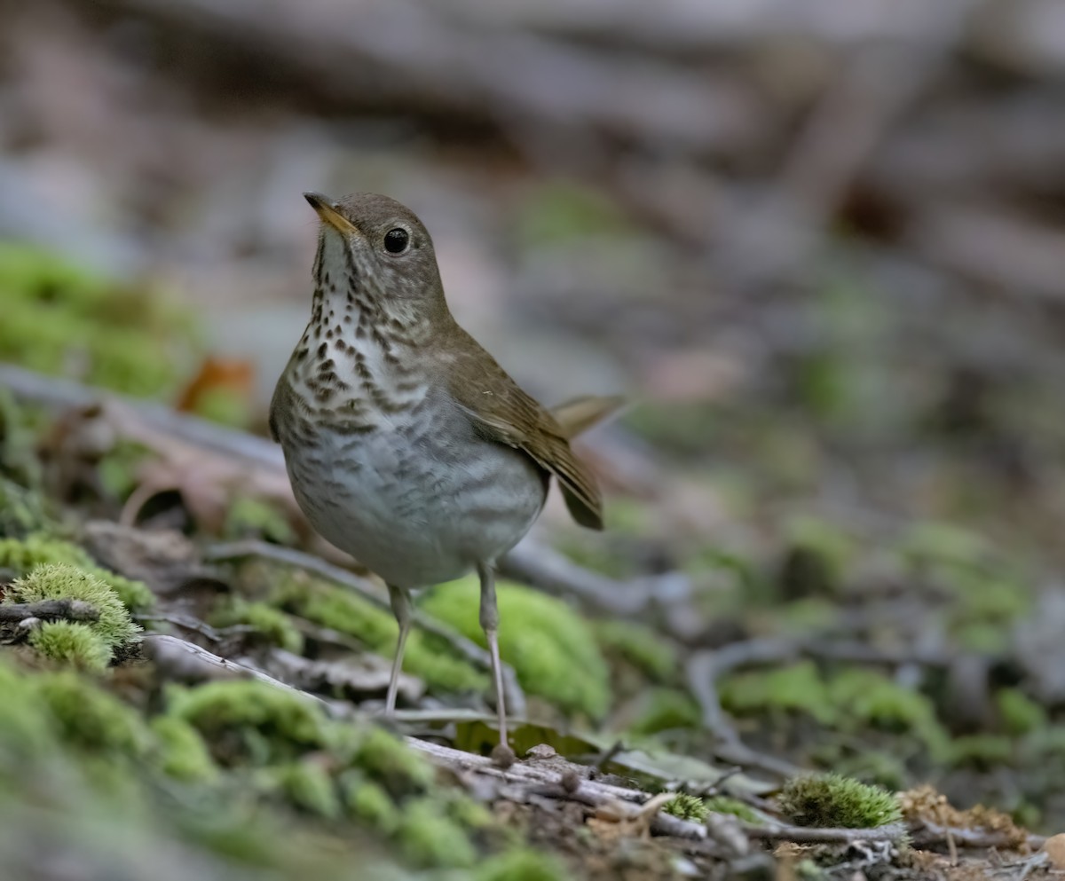 Bicknell's Thrush - ML619139992