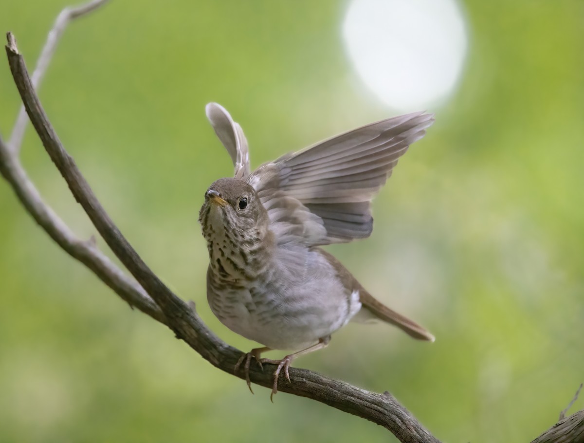 Bicknell's Thrush - ML619139993