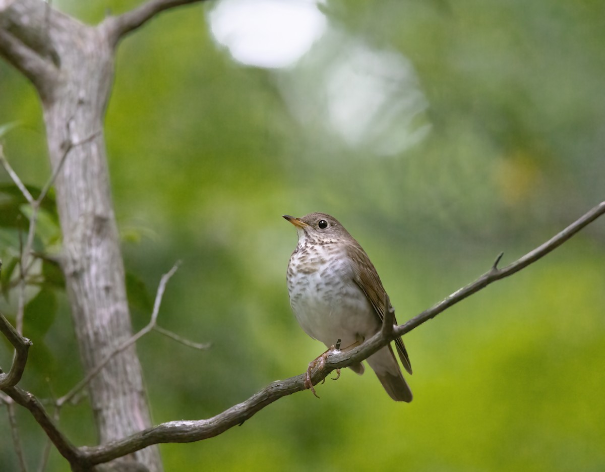 Bicknell's Thrush - Josh Cooper