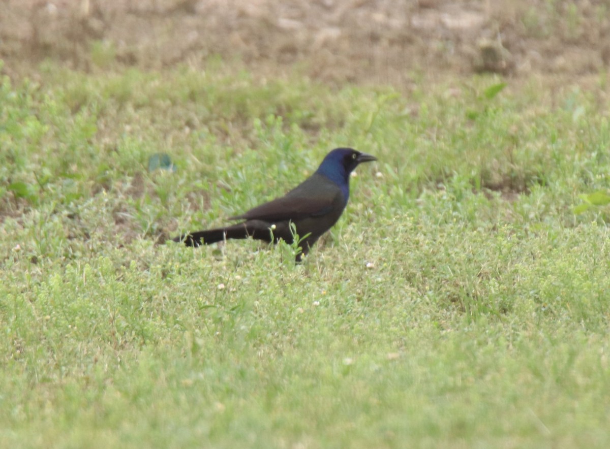 Common Grackle - Ruth King