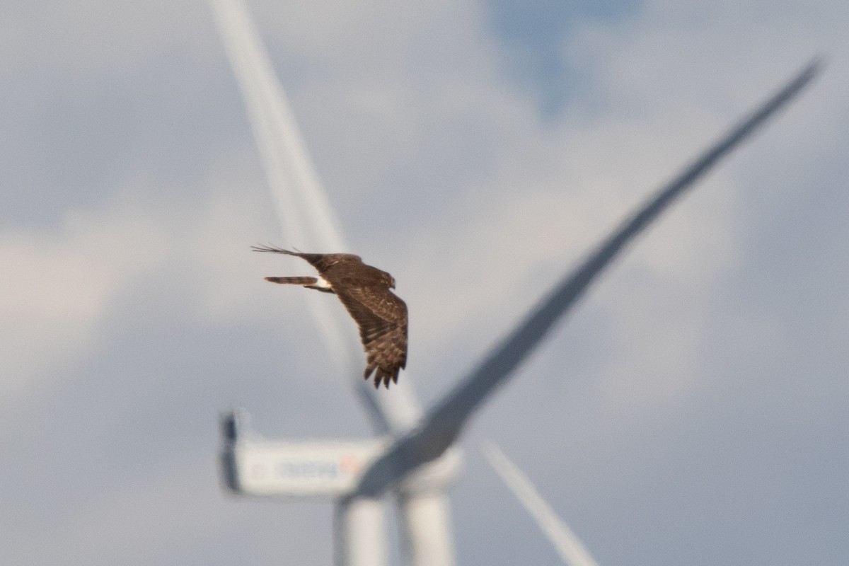 Hen Harrier - Miguel Rodríguez Esteban