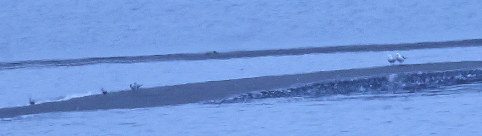 Flussseeschwalbe - ML619140008