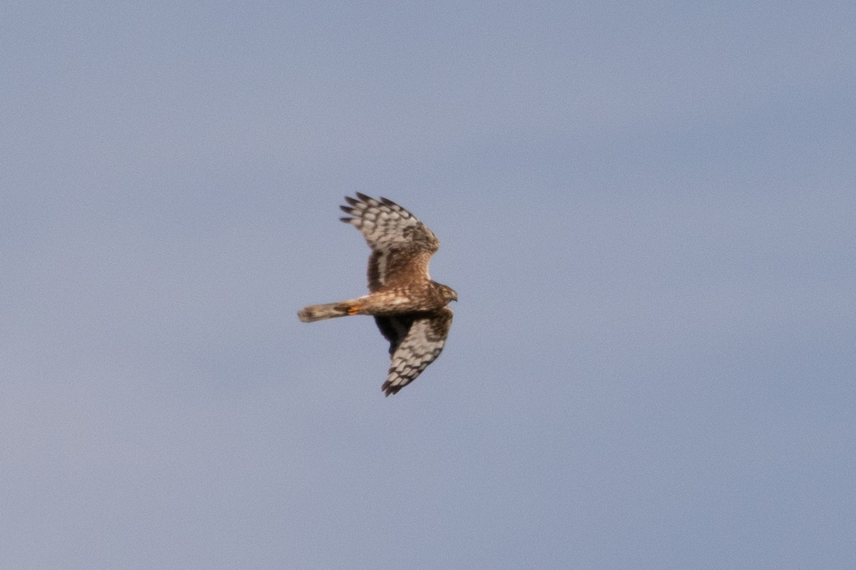 Hen Harrier - Miguel Rodríguez Esteban