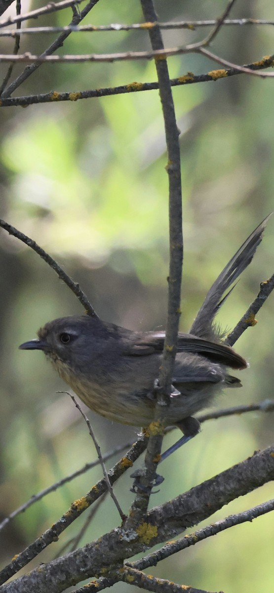 Wrentit - Tobias Felbeck