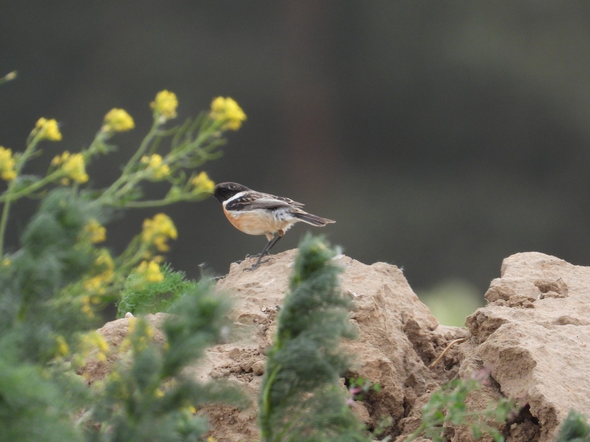 European Stonechat - ML619140032