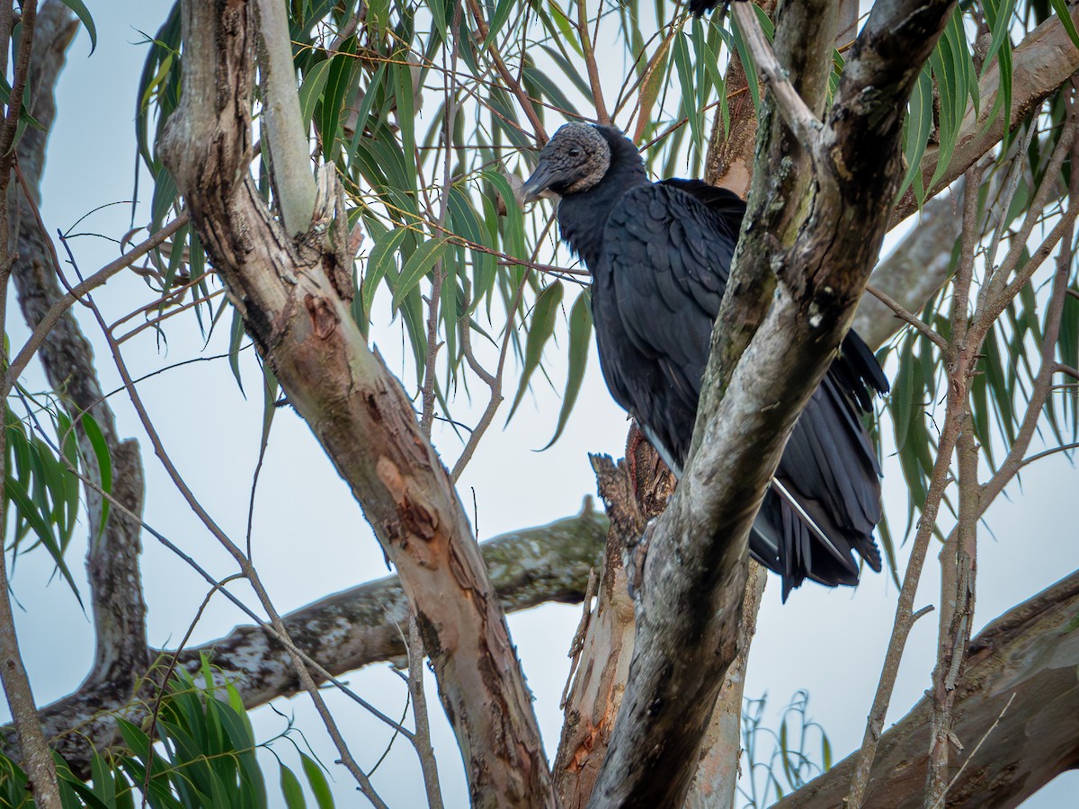 Black Vulture - Vitor Rolf Laubé