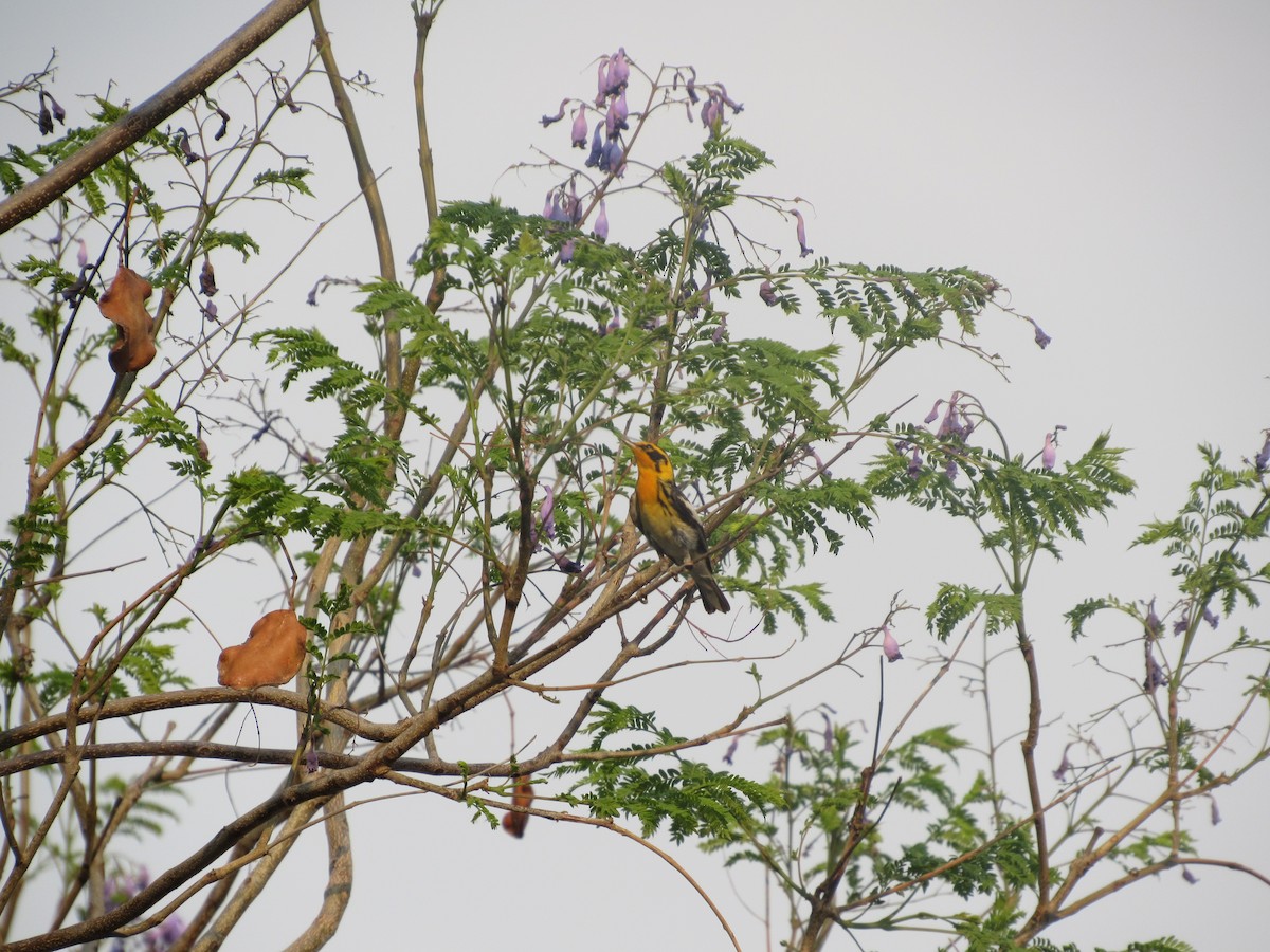 Blackburnian Warbler - Grecia Alamilla