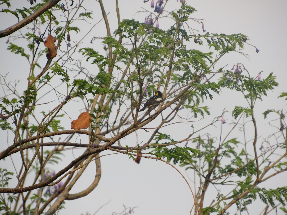 Blackburnian Warbler - Grecia Alamilla