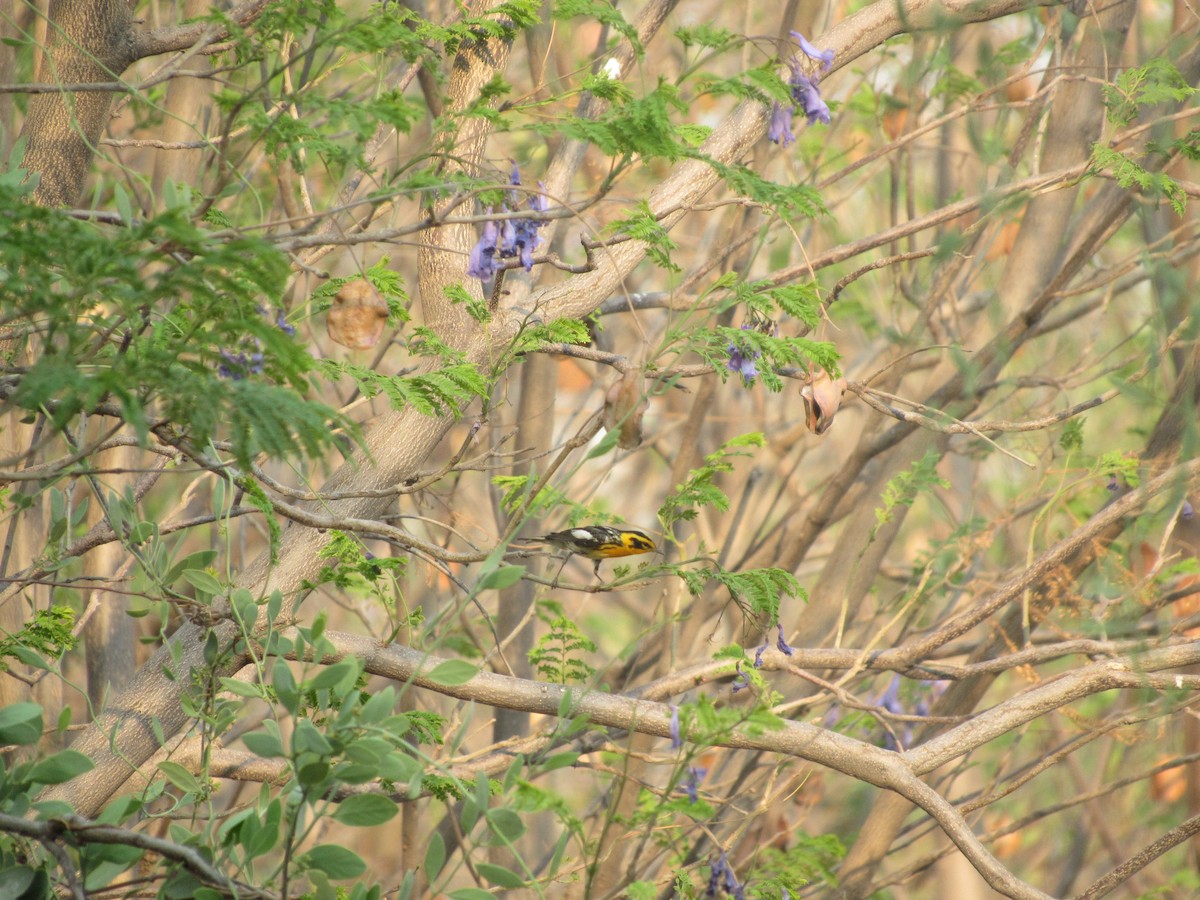 Blackburnian Warbler - Grecia Alamilla