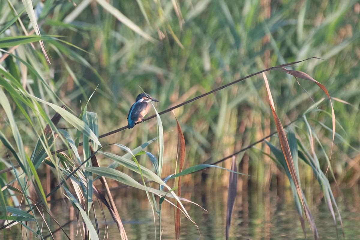 Common Kingfisher - Matthew Bell