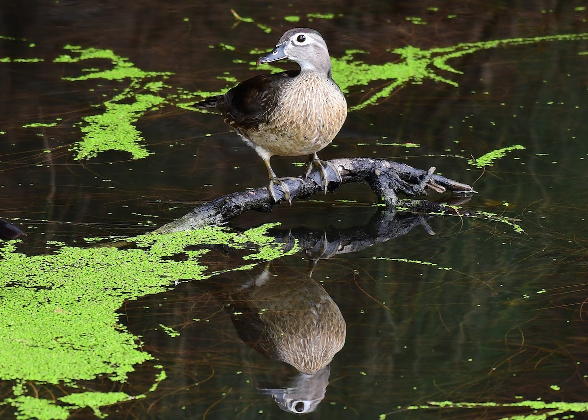 Wood Duck - John Wolaver