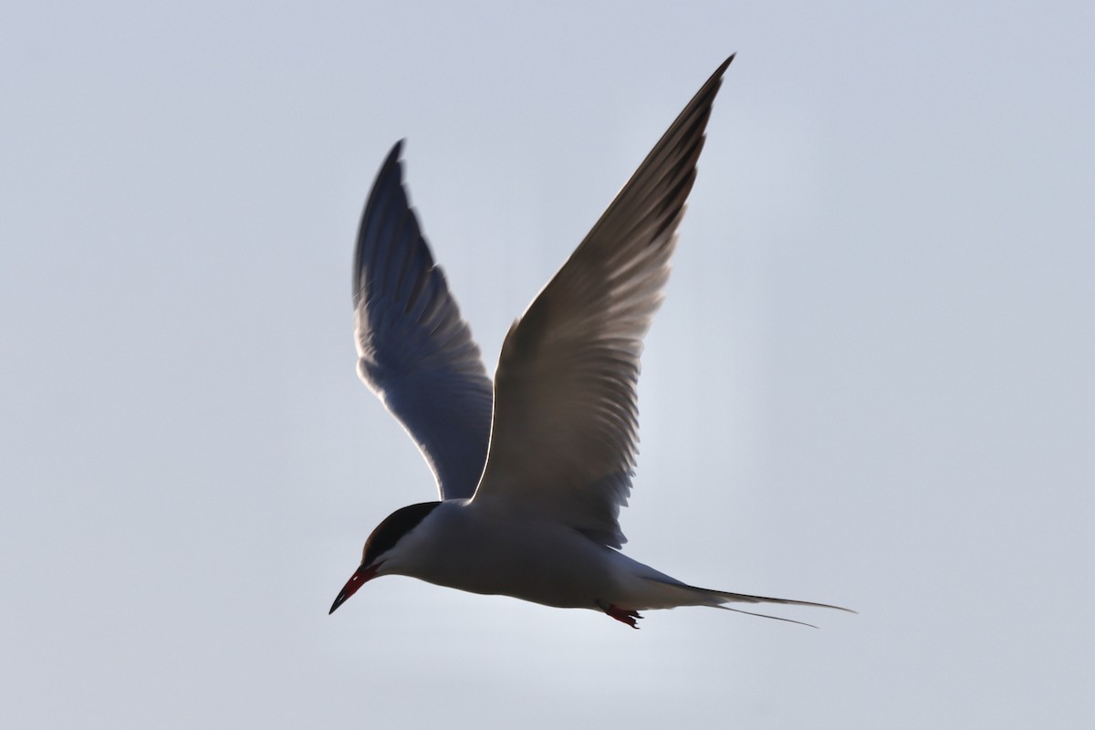 Common Tern - Rosemary Clapham
