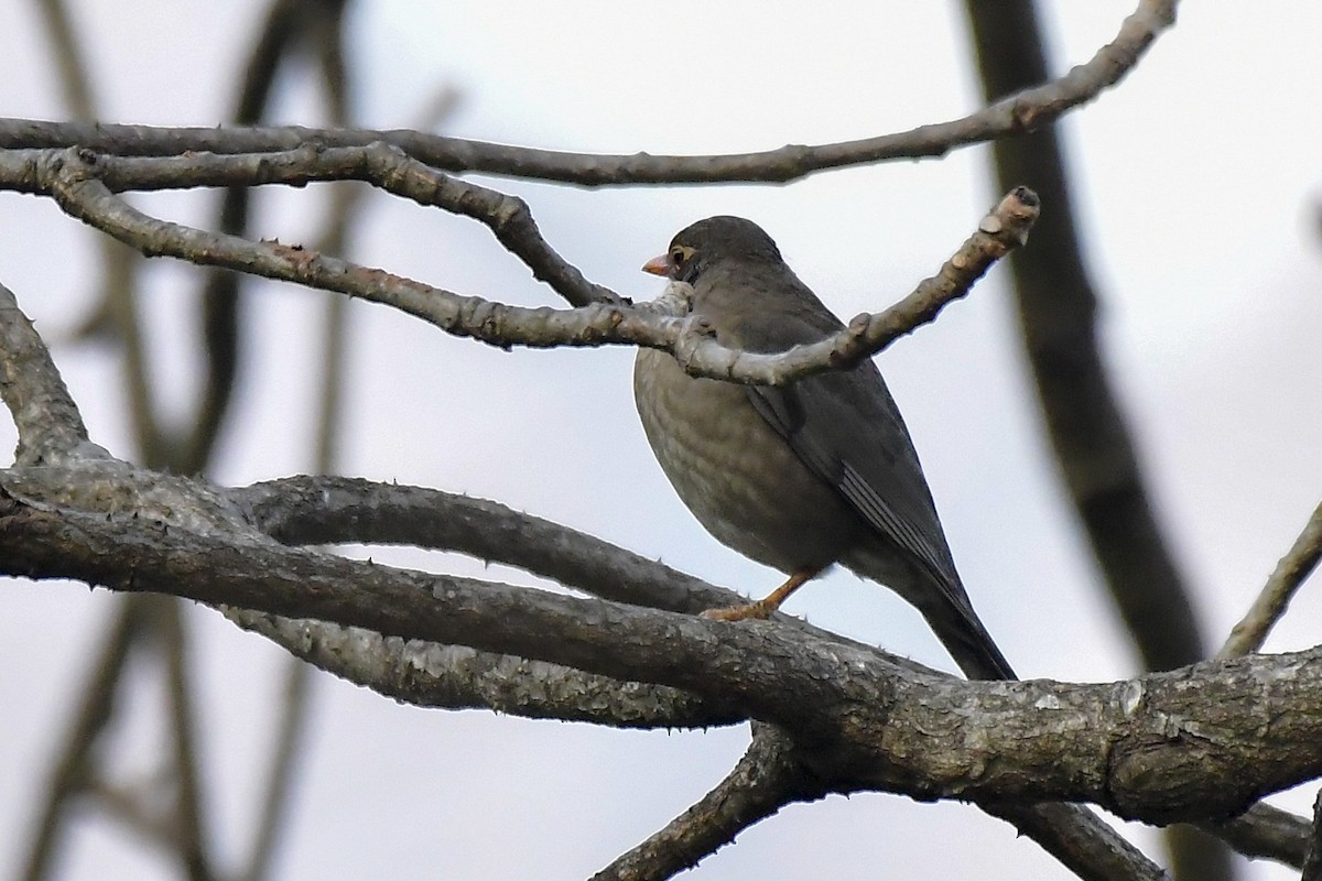 Indian Blackbird - ML619140075